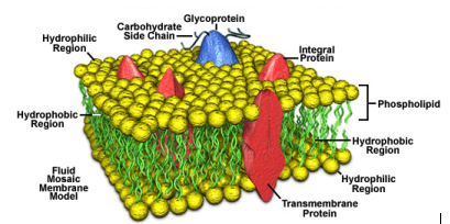 cell membrane labeled